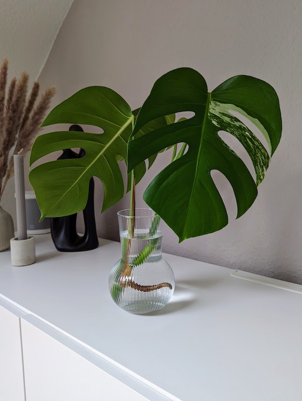 Kopfableger meiner M. Delociosa Variegata in einer Vase mit Wasser