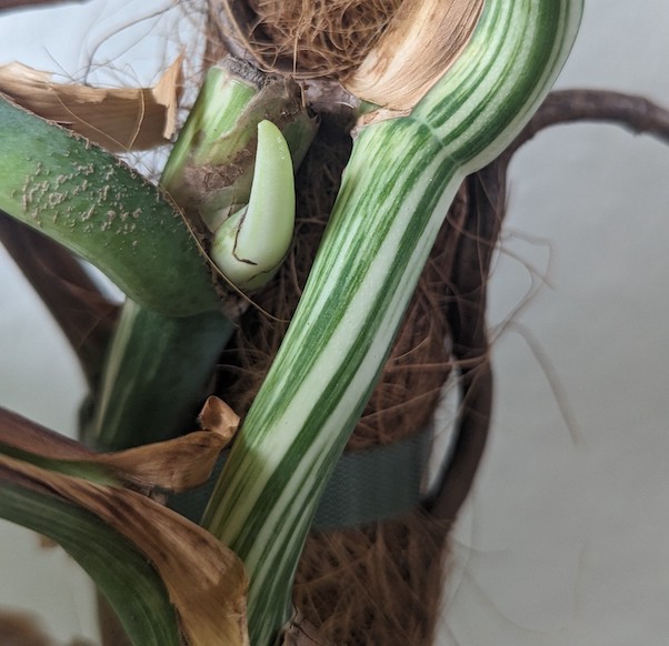 Gebildeter Trieb aus dem schlafenden Auge meiner Monstera Deliciosa Variegata